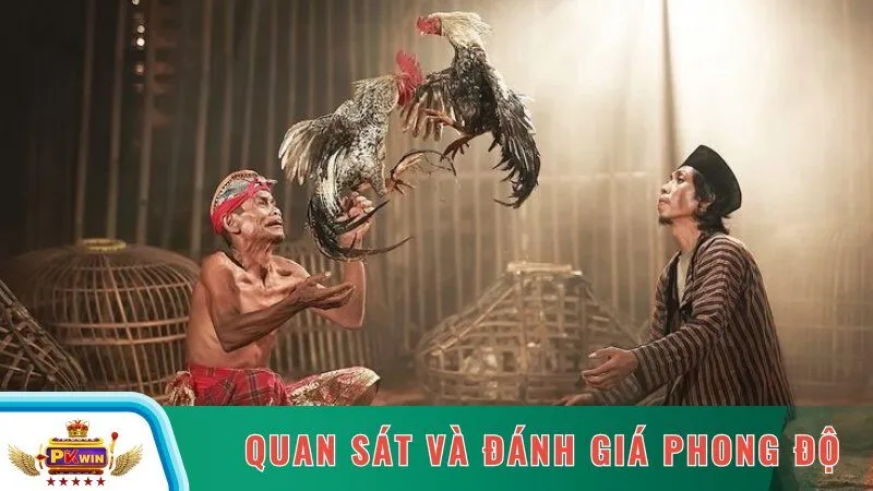Quan sát và đánh giá phong độ